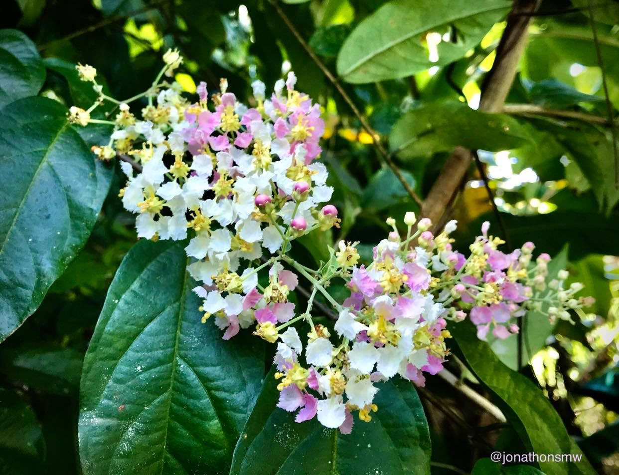 2–7 februari 2027 | campingupplevelse i Cocoterras regnskog i Costa Rica