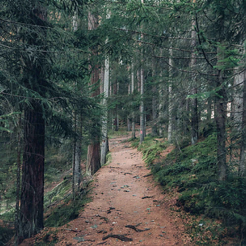 Mindfulness skogsupplevelse 🌳