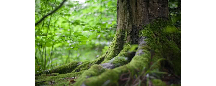 Mindfulness skogsupplevelse 🌳