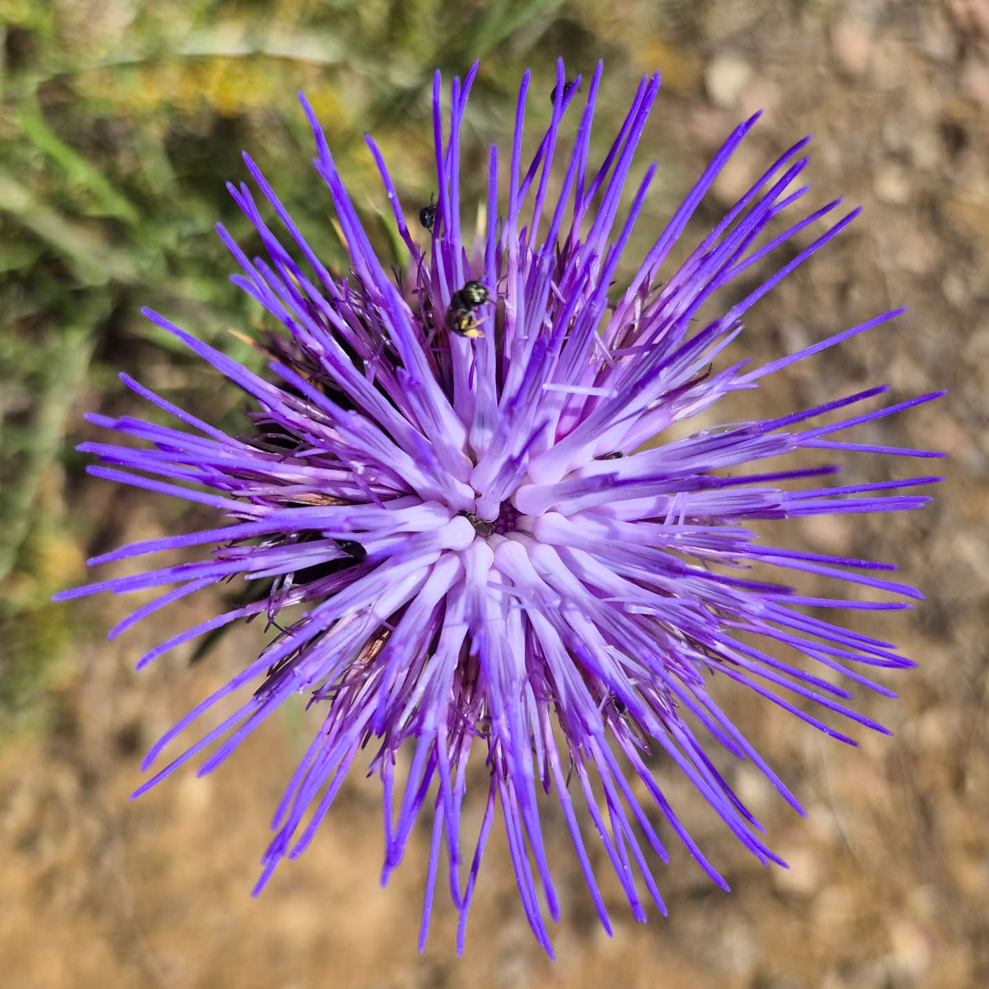 Hyr Finca La Lola