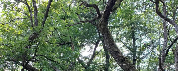 Jordens soloresa – 24 timmars visionssök i skogen – 11 till 13 september 2026