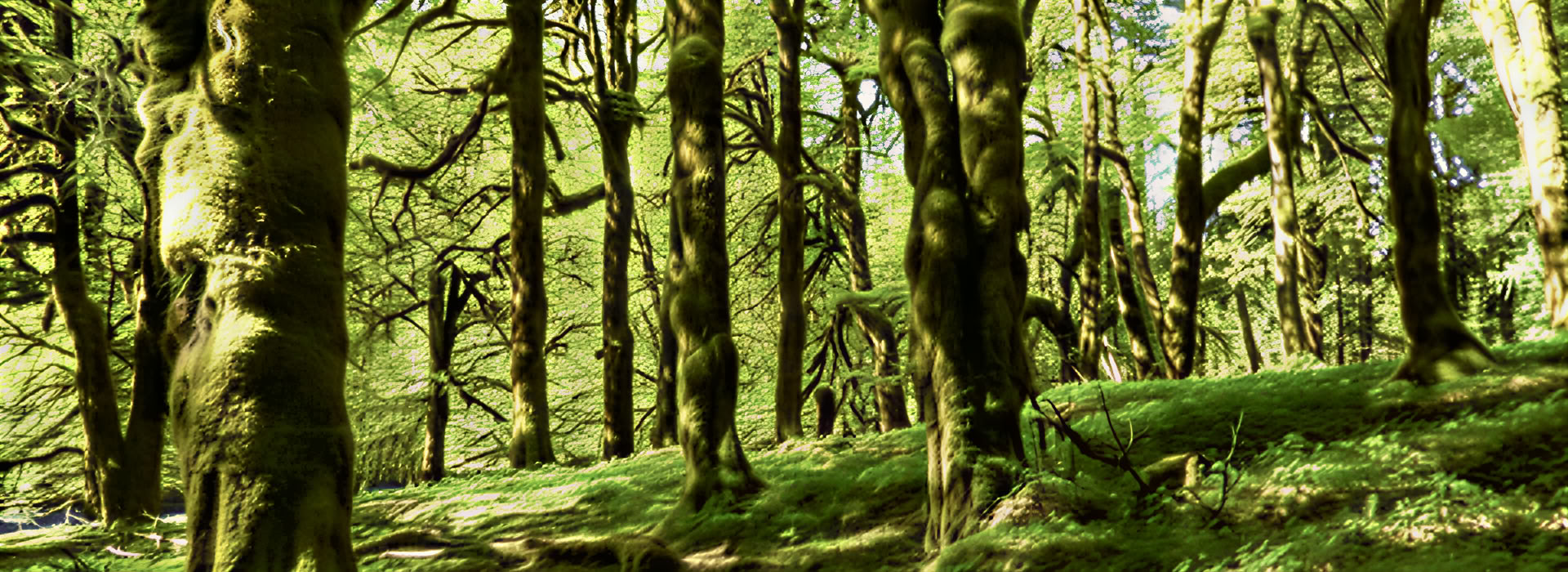Yoga- och meditationsvandring vid Mount Rainier