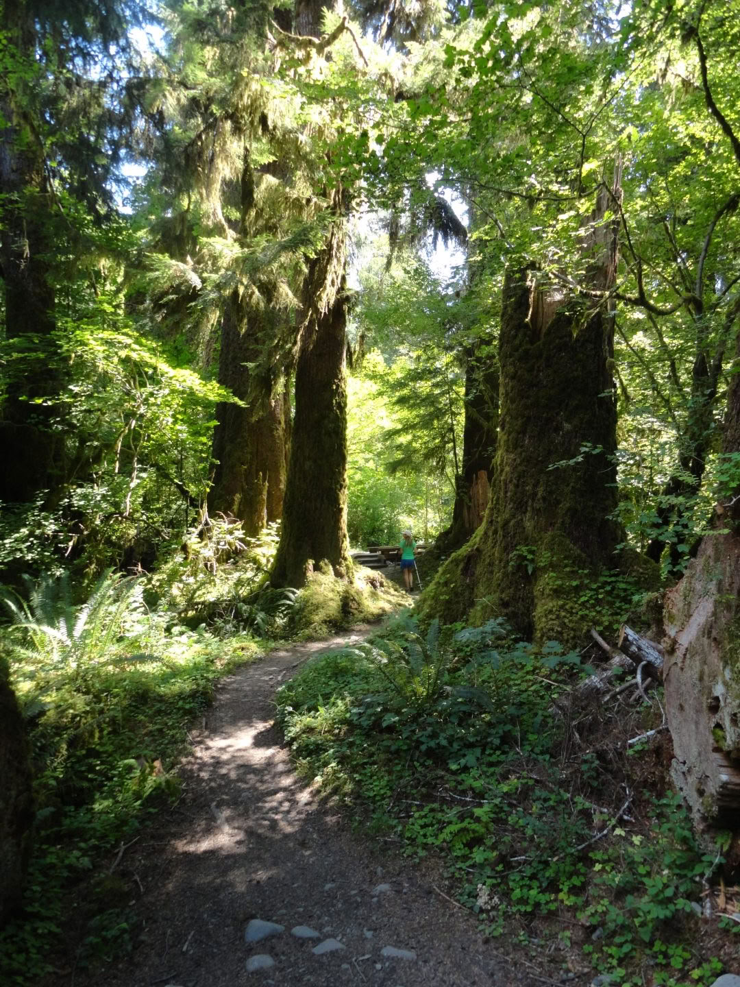 Vandring på Old Sauk Trail vid Cascades
