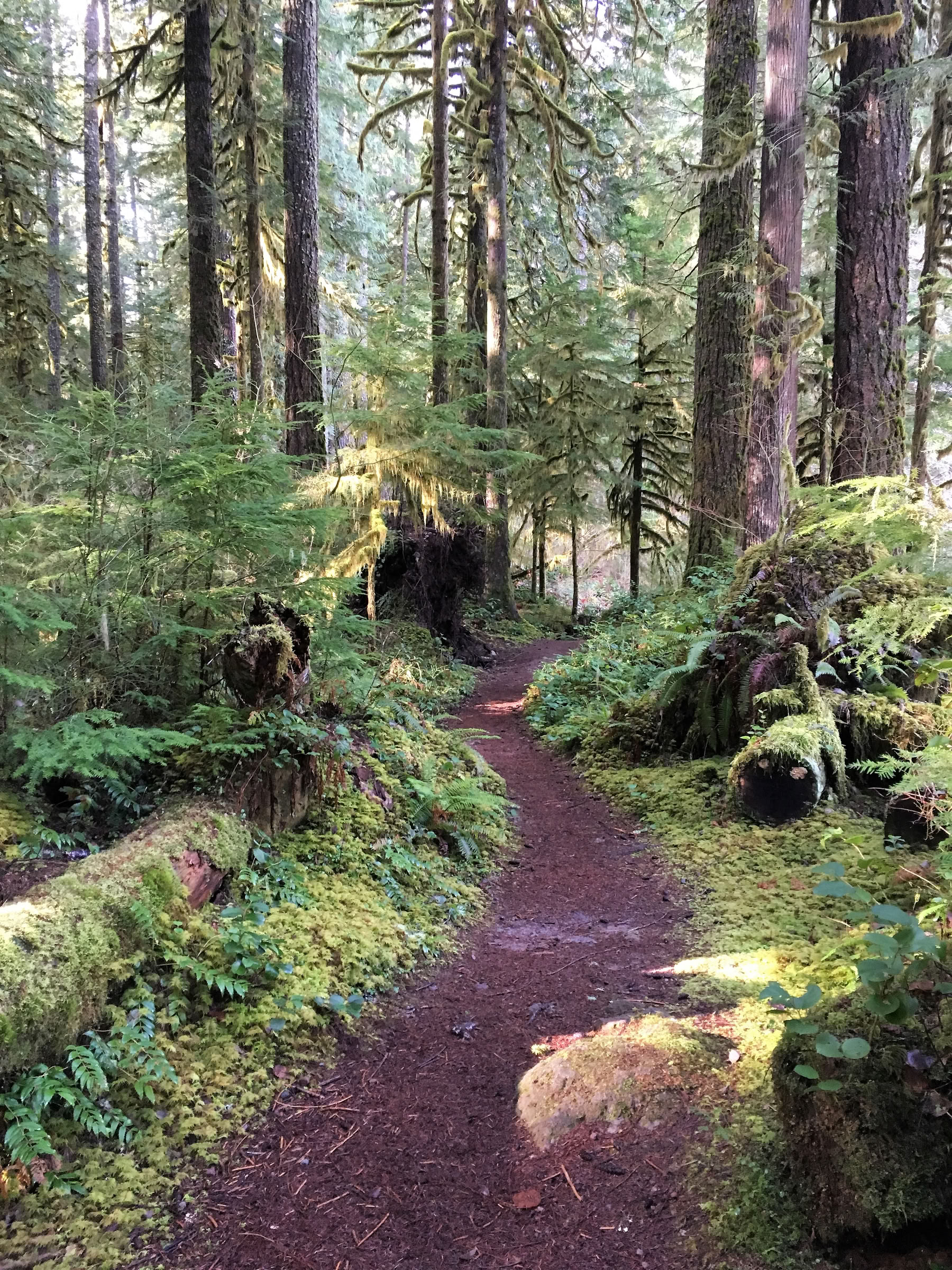 Aldermarsh: Yogameditationsretreat i Washington State
