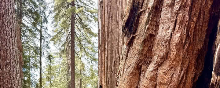 Att upptäcka sequoians magi