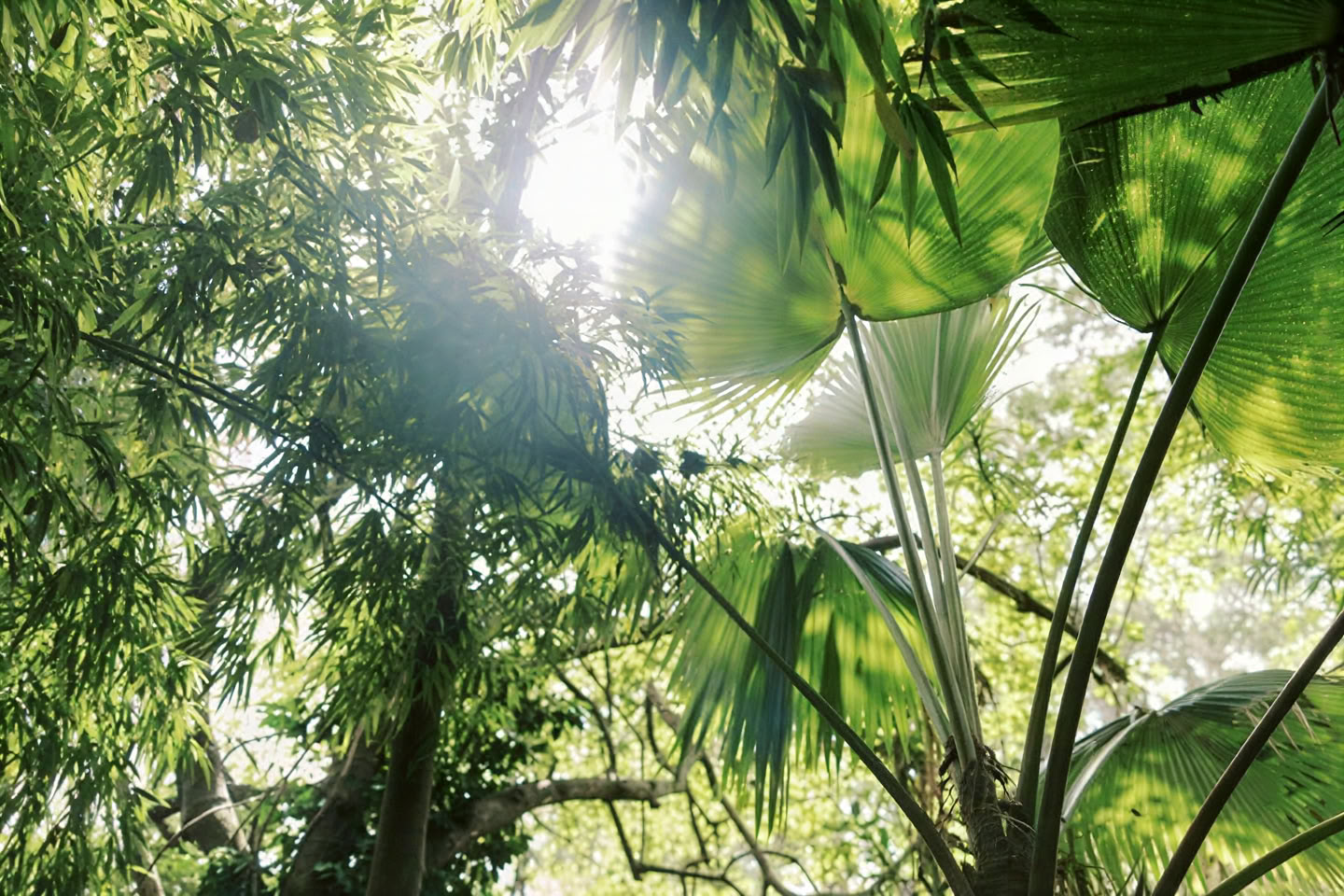 Privat tur i molnskog – Pantropical Trail (1,5 tim)