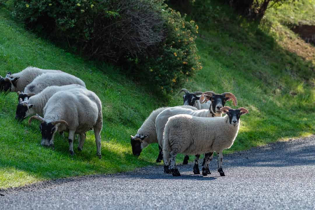 3-dagars yogaretreat i Skottland – 28–31 augusti