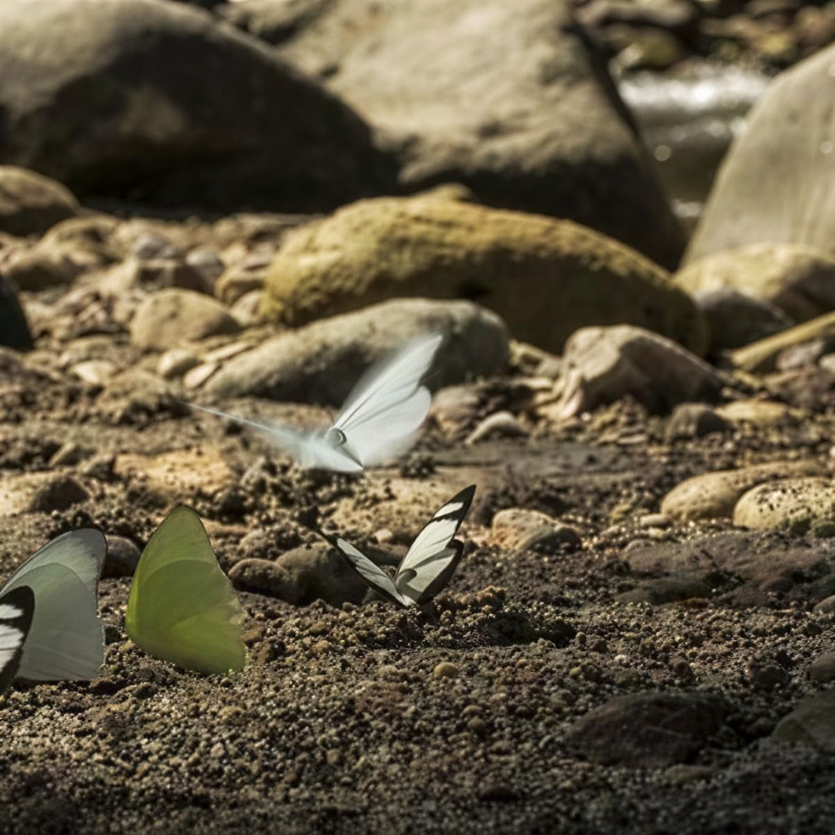 Mindfulness och yoga i naturen