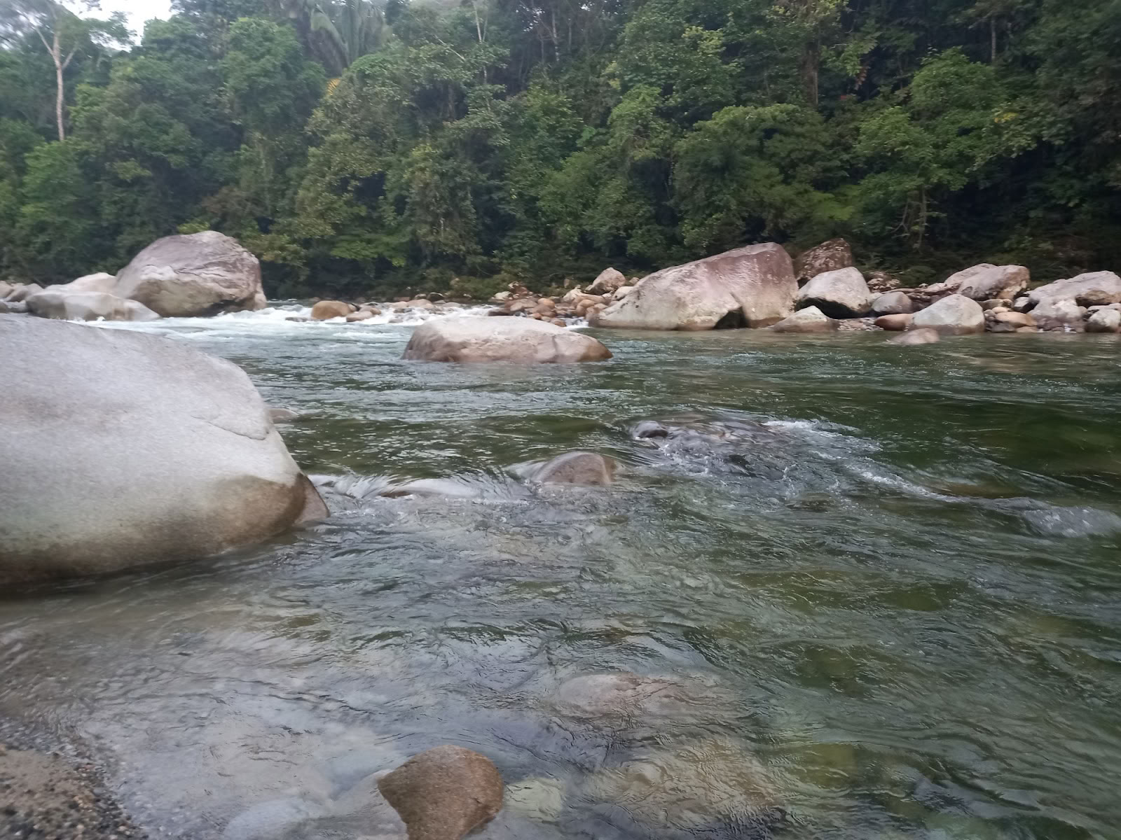 Fjäderkrona Ayahuasca Ecuador
