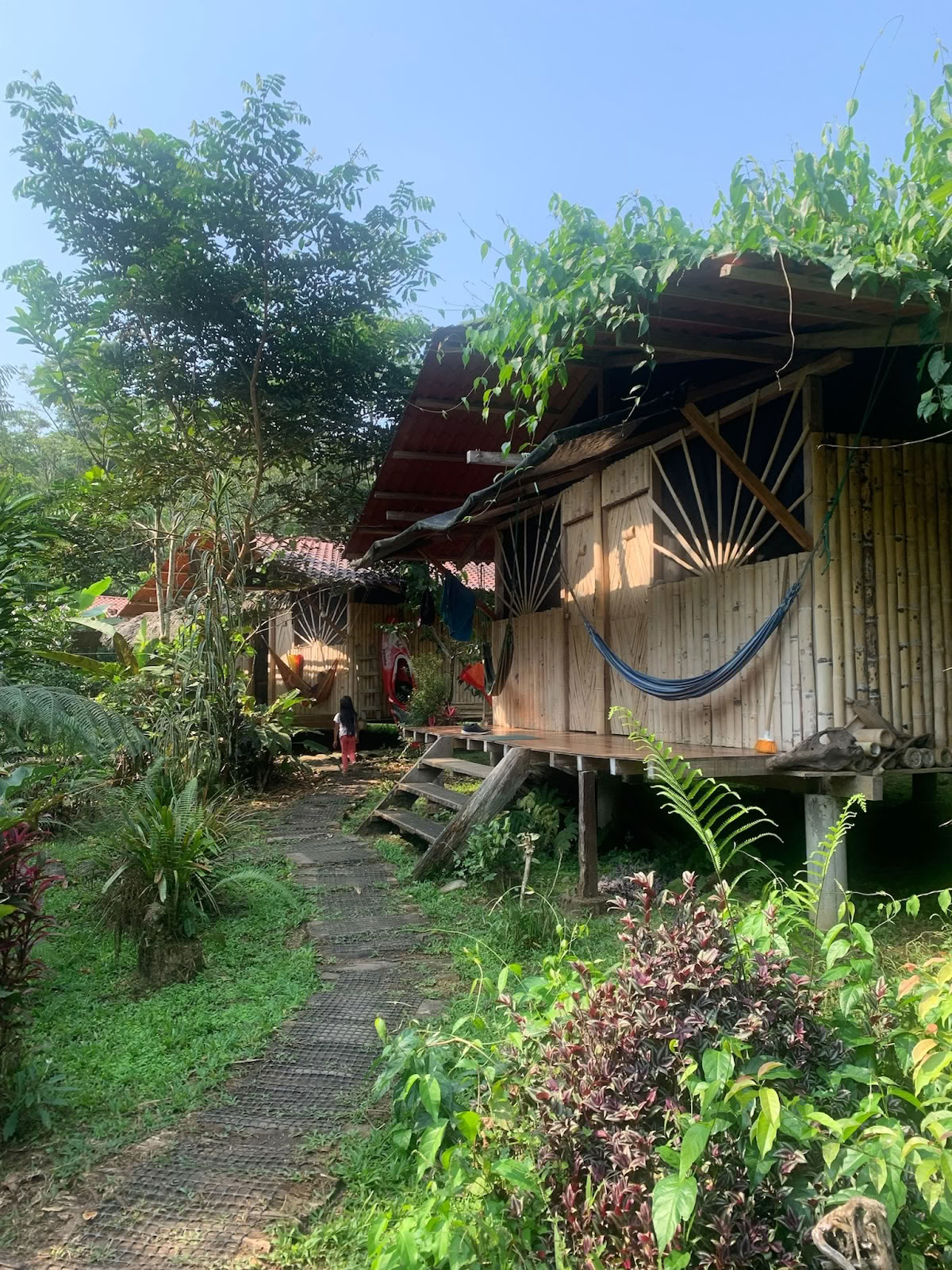 Fjäderkrona Ayahuasca Ecuador