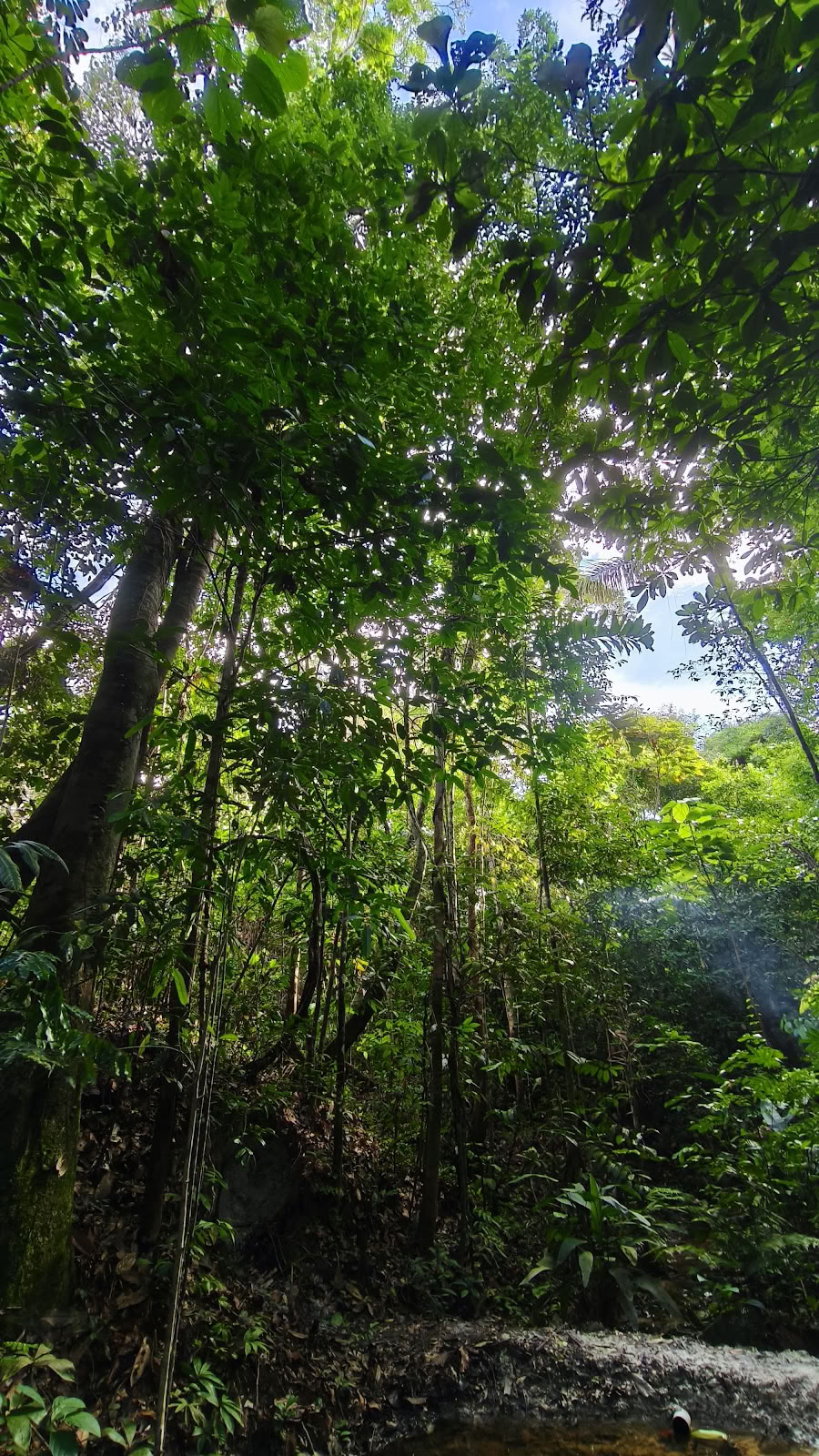 Naturalia retreat center | Ayahuasca-retreat i Peru