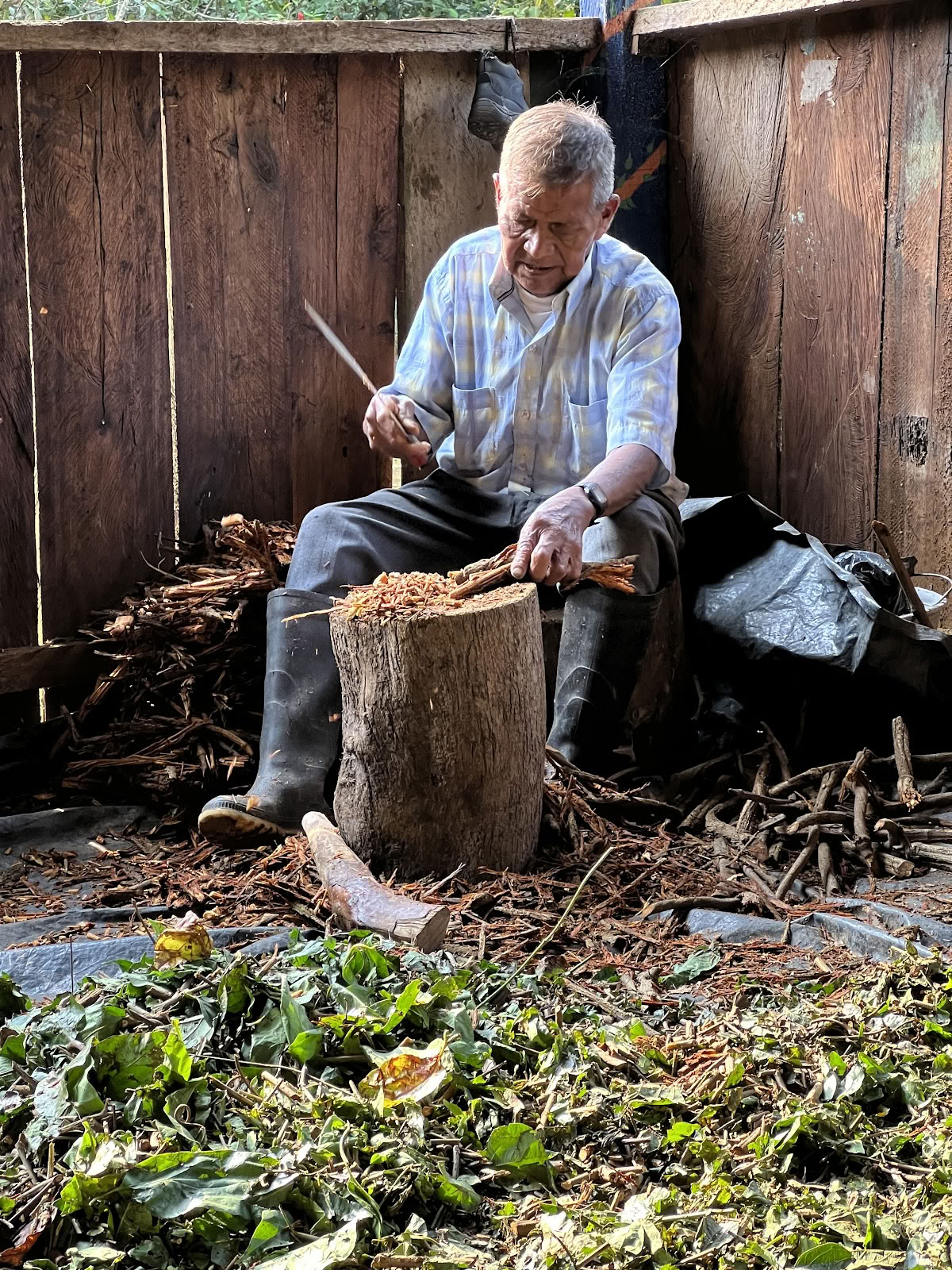 Ayahuasca-ande Colombia