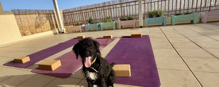 Valp-yogaretreat