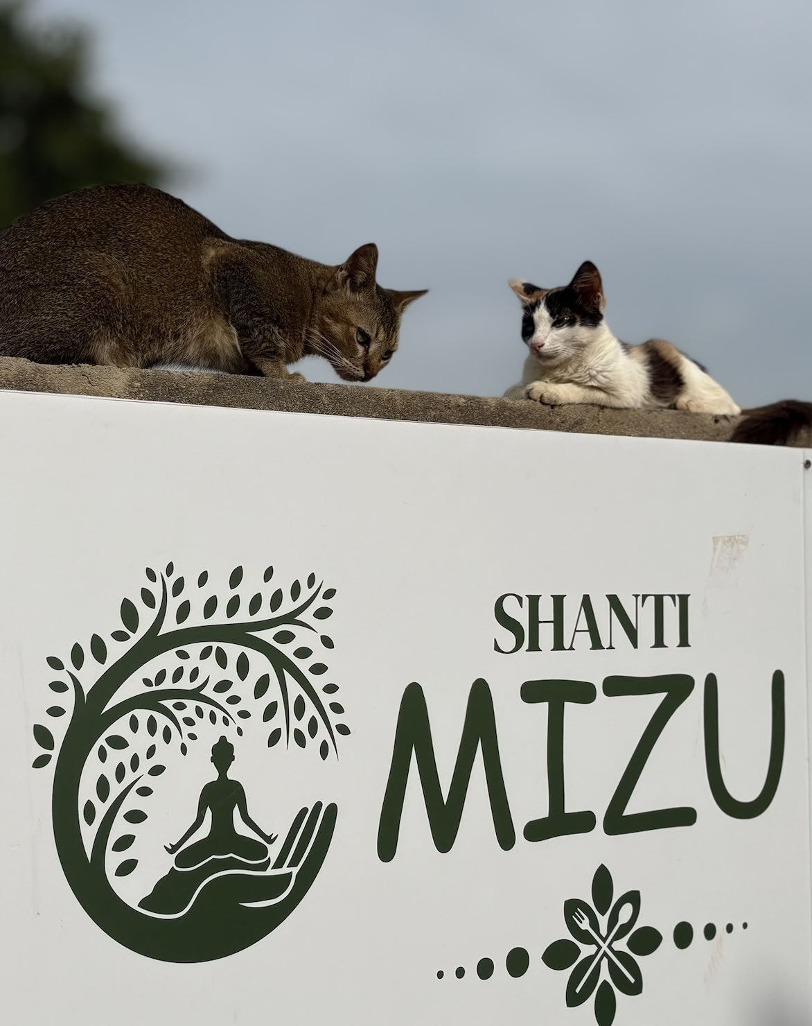 Shanti MIZU | Bästa yogaretreaten i Arambol, Goa