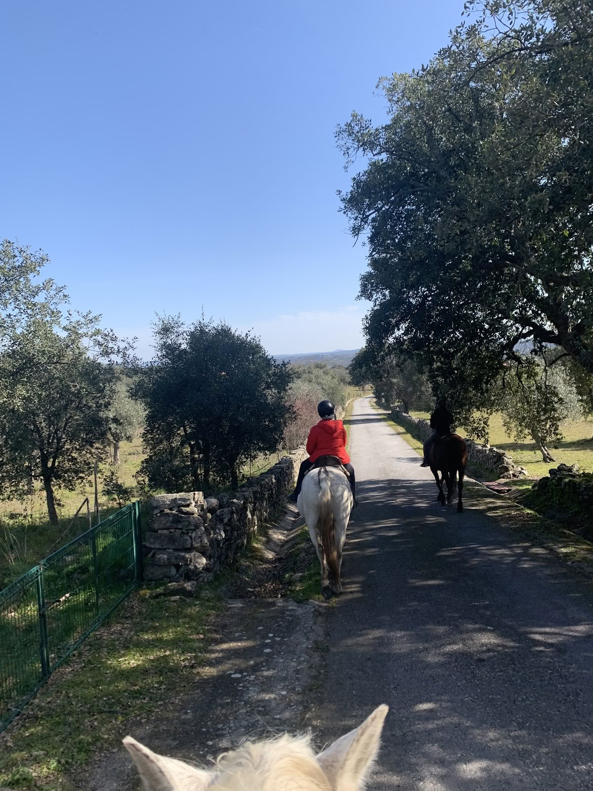 Marvão Hästar