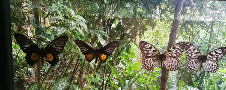Höglands Lihok sa Harmonya Retreat Resort