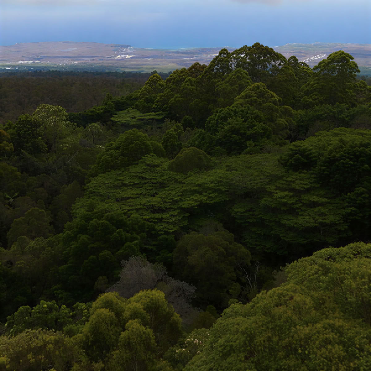 Kona molnskogssanctuary